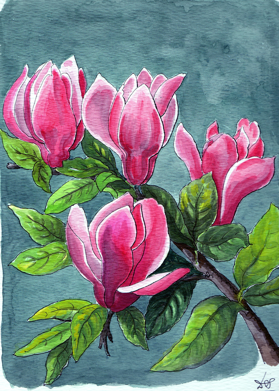 Magnolia Liliflora
